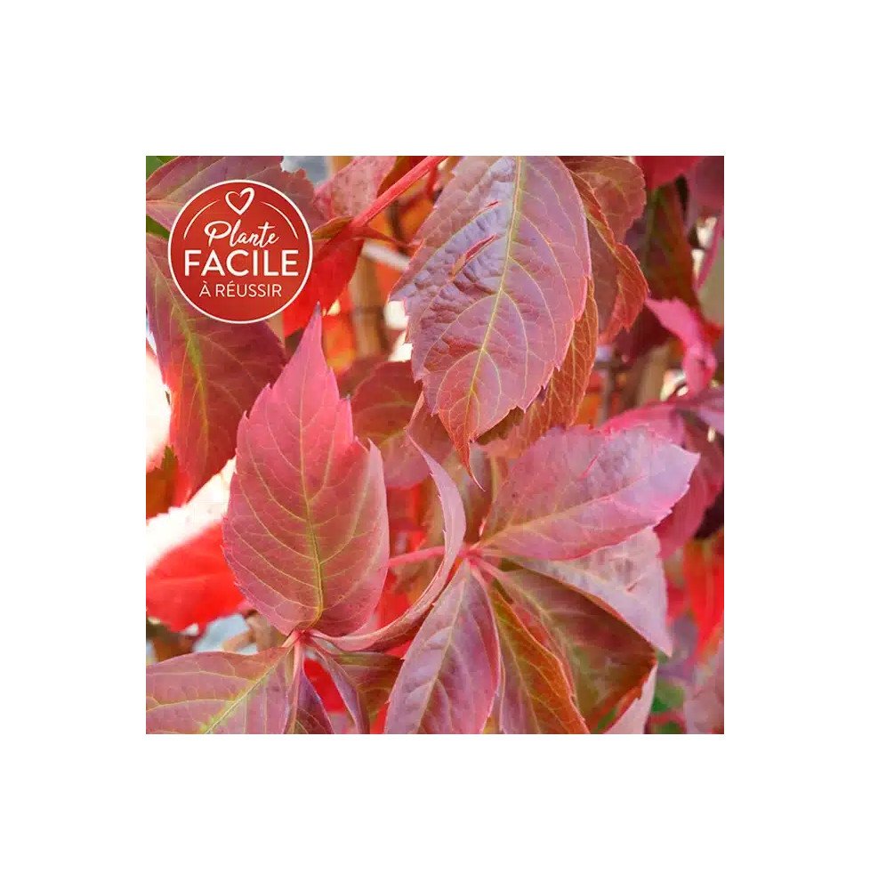 Pépinières Français PF_Vigne-vier81 Vigne vierge quinquefolia - parthenocissus