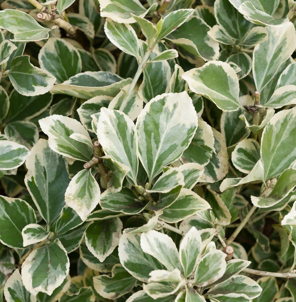 Pépinières Français PF_EUONYMUS-j1 EUONYMUS japonicus ‘Président Gauthier’ / Fusain du Japon 'President Gauthier'