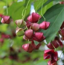 Pépinières Français PF_EUONYMUS-p EUONYMUS planipes / Fusain