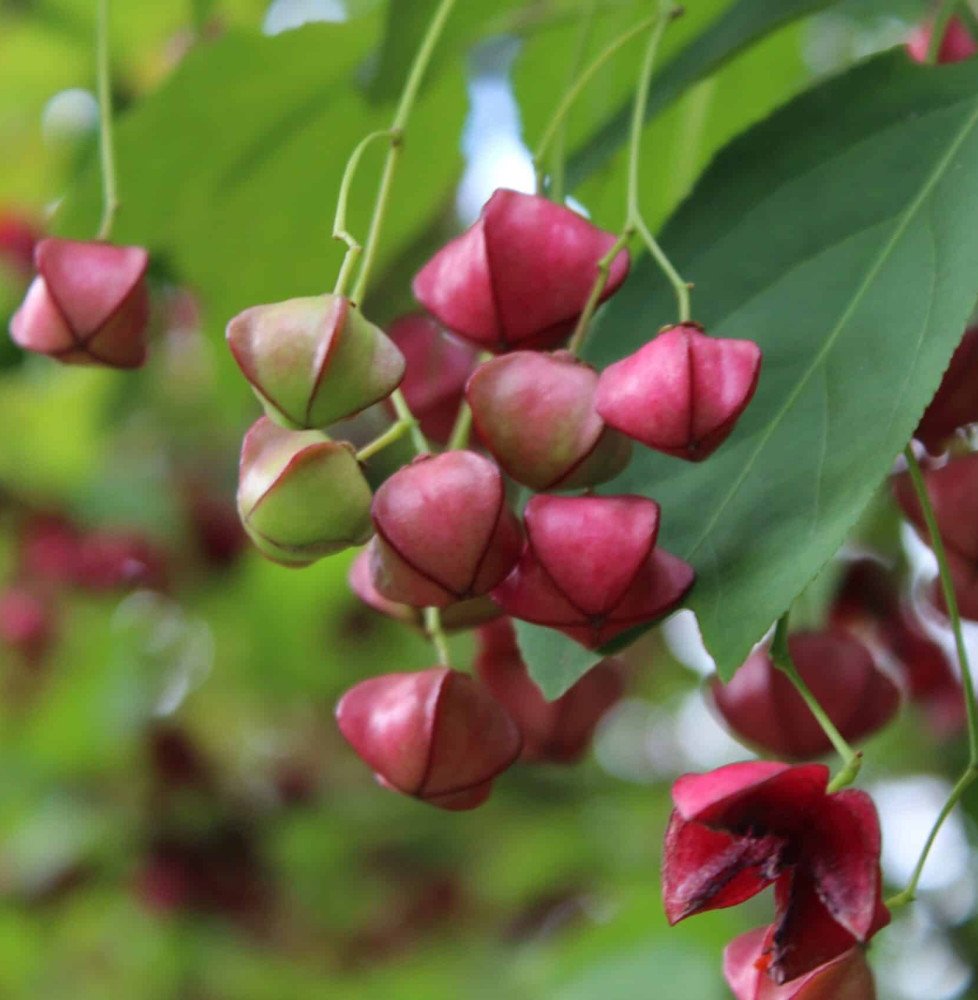 Pépinières Français PF_EUONYMUS-p EUONYMUS planipes / Fusain