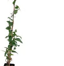 Pépinières Français PF_Hardenberg Hardenbergia violacea - glycine australienne