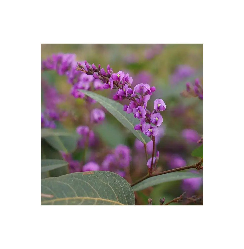 Pépinières Français PF_Hardenberg Hardenbergia violacea - glycine australienne