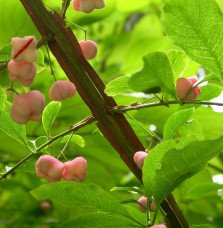Pépinières Français PF_EUONYMUS-p EUONYMUS planipes / Fusain
