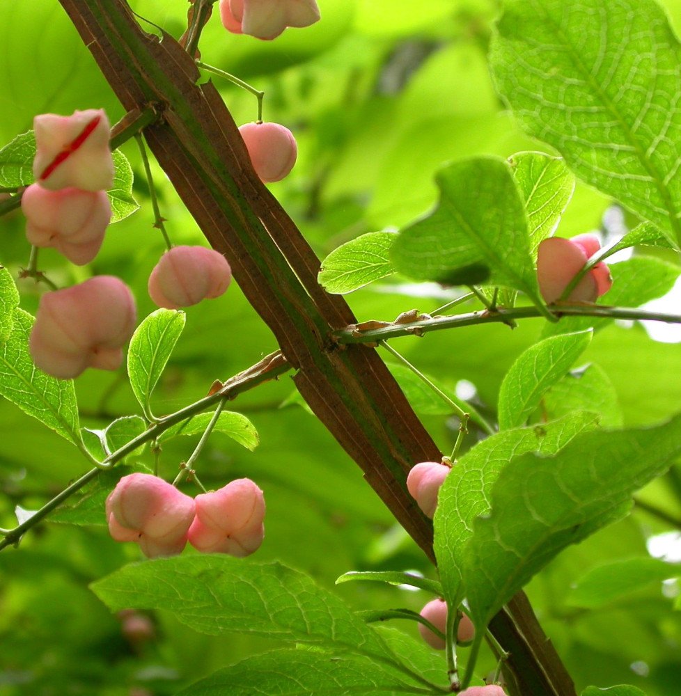 Pépinières Français PF_EUONYMUS-p EUONYMUS planipes / Fusain
