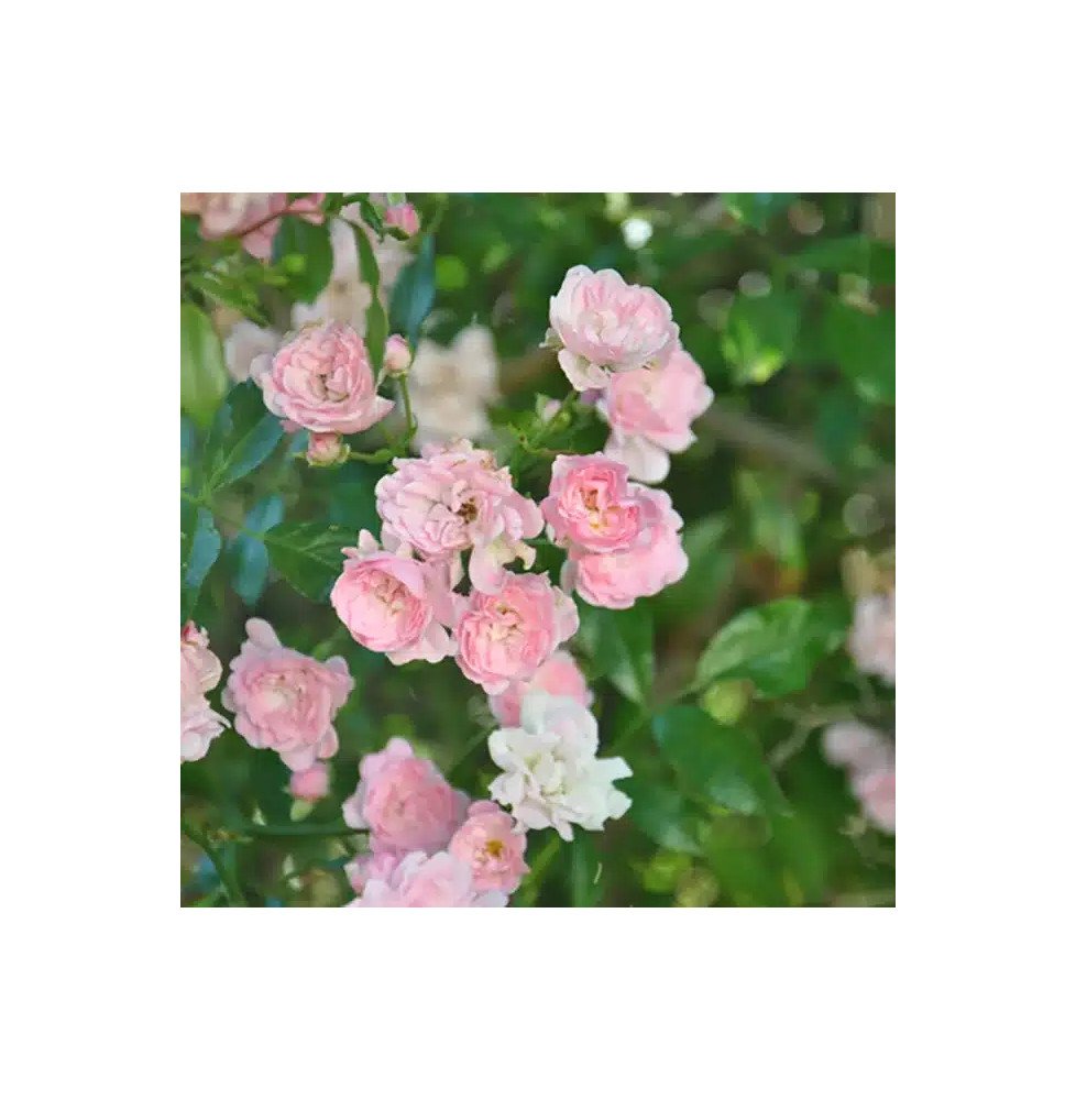 Pépinières Français PF_Rosier-de5 Rosier de Banks ‘Rosea’ - rosa banksiae