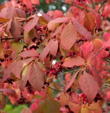 Pépinières Français PF_EUONYMUS-p EUONYMUS planipes / Fusain