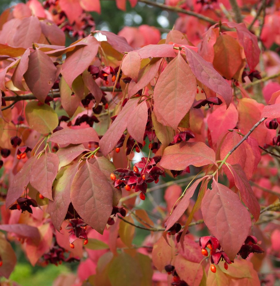 Pépinières Français PF_EUONYMUS-p EUONYMUS planipes / Fusain