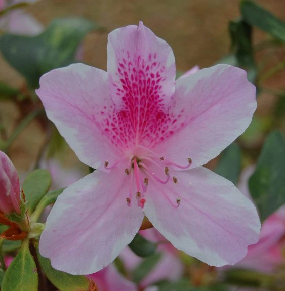 Pépinières Français PF_AZALEA-jap AZALEA japonica / Azalee japonaise