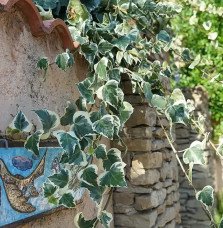 Pépinières Français PF_Lierre-des6 Lierre des Canaries 'Gloire de Marengo' - hedera canariensis