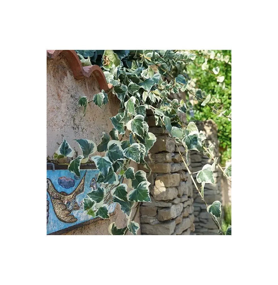 Pépinières Français PF_Lierre-des6 Lierre des Canaries 'Gloire de Marengo' - hedera canariensis