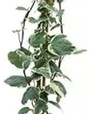 Pépinières Français PF_Lierre-des6 Lierre des Canaries 'Gloire de Marengo' - hedera canariensis