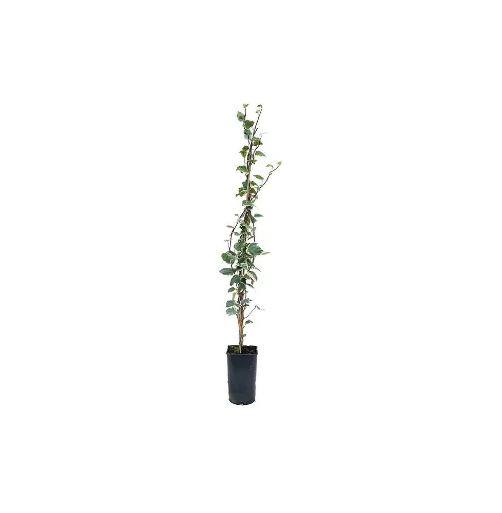 Pépinières Français PF_Lierre-des6 Lierre des Canaries 'Gloire de Marengo' - hedera canariensis