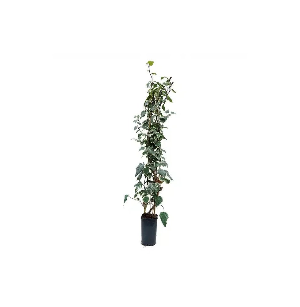 Pépinières Français PF_Lierre-des6 Lierre des Canaries 'Gloire de Marengo' - hedera canariensis