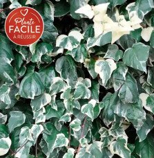 Pépinières Français PF_Lierre-des6 Lierre des Canaries 'Gloire de Marengo' - hedera canariensis