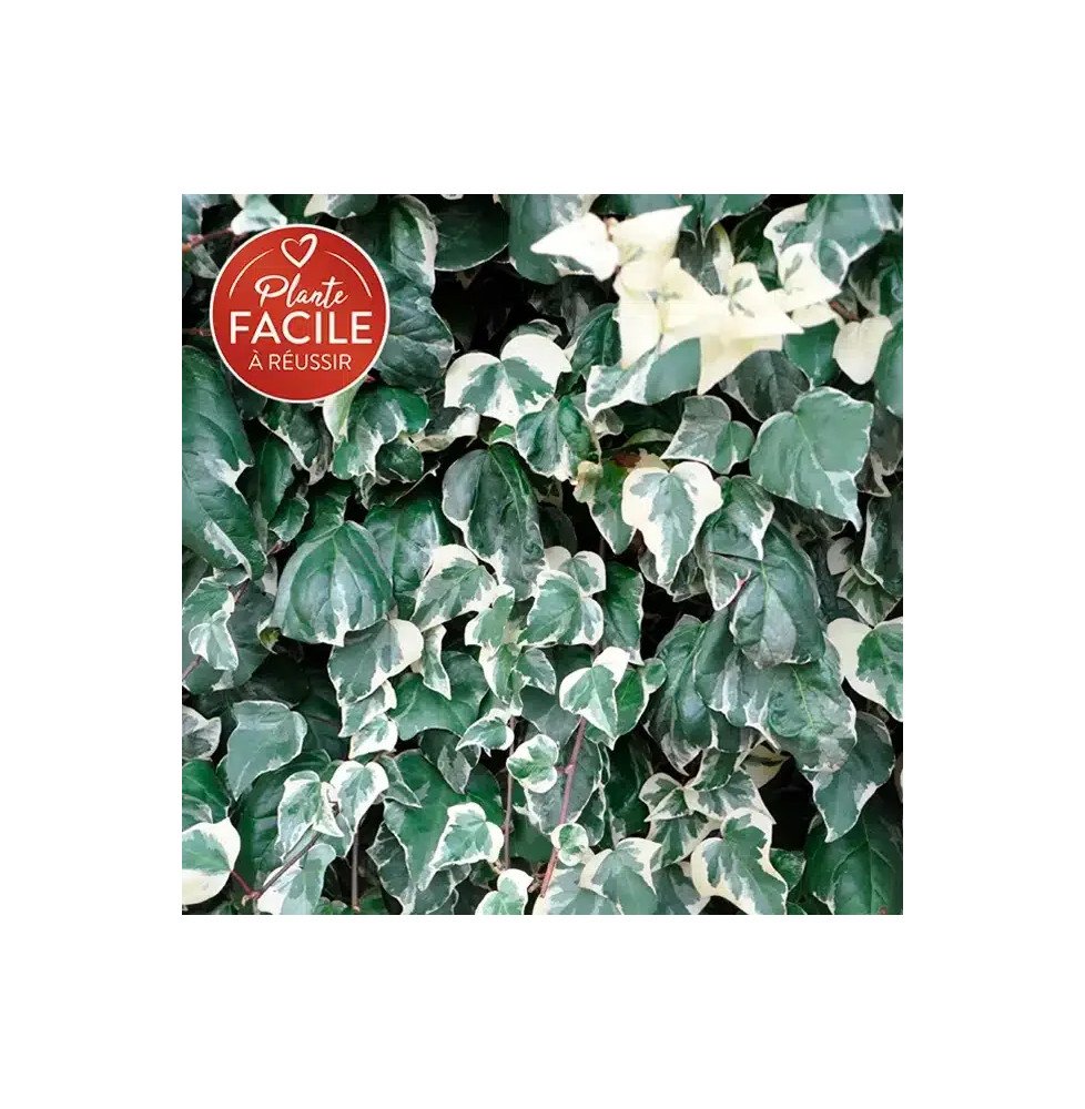 Pépinières Français PF_Lierre-des6 Lierre des Canaries 'Gloire de Marengo' - hedera canariensis