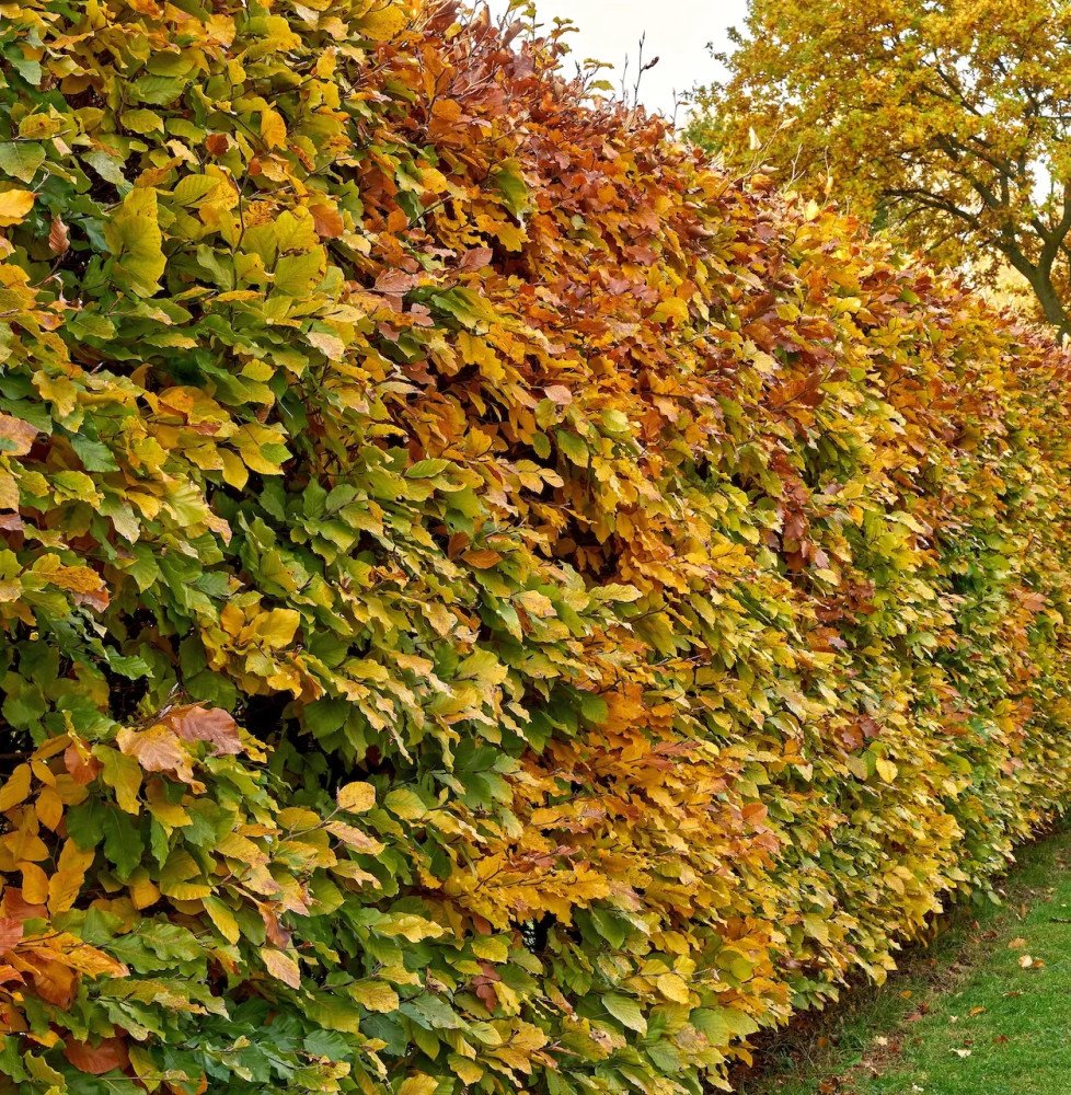 Pépinières Français PF_CARPINUS-b CARPINUS betulus (CTR) / Charmille