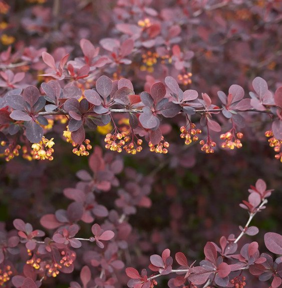 Pépinières Français PF_BERBERIS-t5 BERBERIS thunbergii ‘Atropurpurea’ / Épine-vinette de Thunberg pourpre