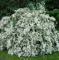 Pépinières Français PF_Exochorda6 Exochorda X macrantha 'The Bride' / Exochorda x macrantha 'The Bride'