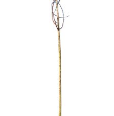 Pépinières Français PF_GINKGO-bil GINKGO biloba / Arbre aux 40 écus