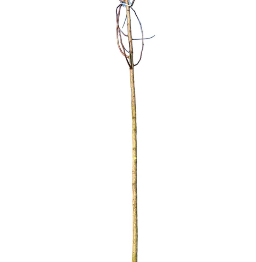 Pépinières Français PF_GINKGO-bil GINKGO biloba / Arbre aux 40 écus
