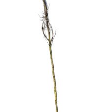 Pépinières Français PF_LIQUIDAMBA LIQUIDAMBAR styraciflua / Copalme d'Amérique