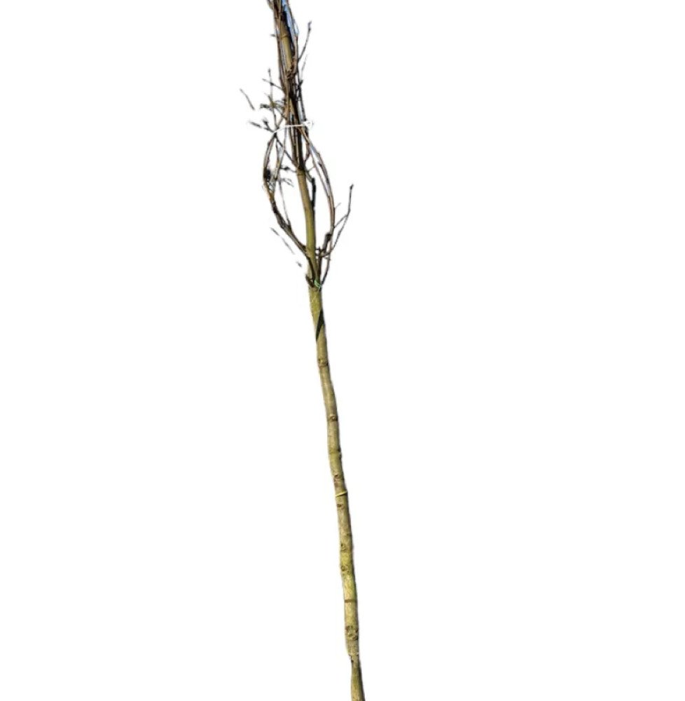 Pépinières Français PF_LIQUIDAMBA LIQUIDAMBAR styraciflua / Copalme d'Amérique
