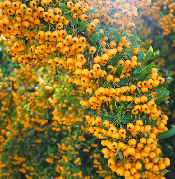 Pépinières Français PF_PYRACANTHA3 PYRACANTHA ‘Soleil d’or’ / Buisson ardent 'Soleil D'or'