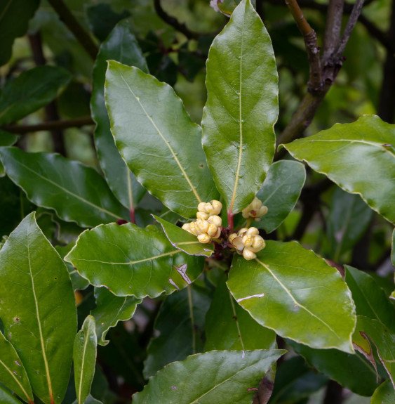 Pépinières Français PF_LAURUS-nob LAURUS nobilis / Laurier-Sauce