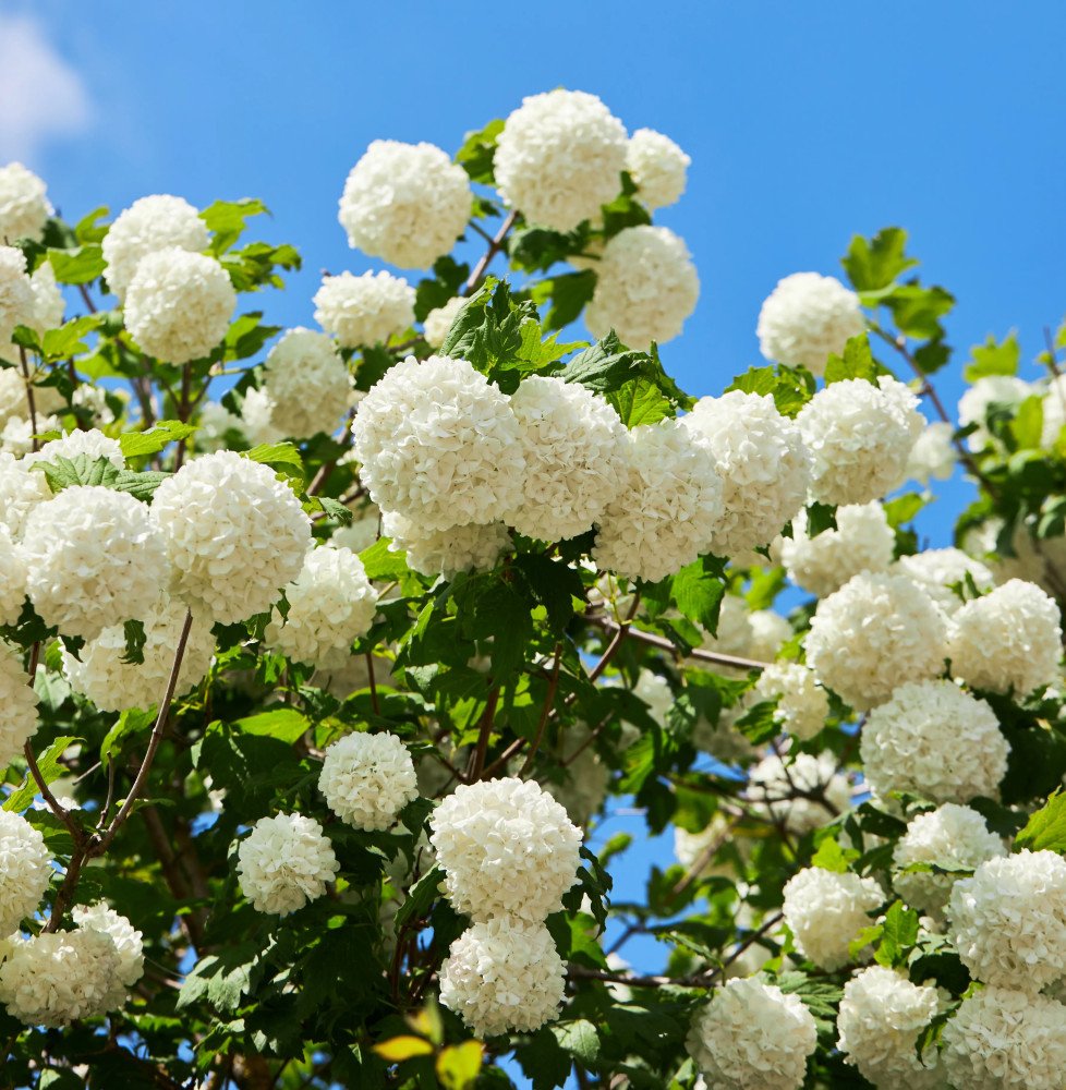 Pépinières Français PF_VIBURNUM-O7 VIBURNUM Opulus ‘Roseum’ / Boule de neige