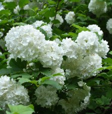 Pépinières Français PF_VIBURNUM-O7 VIBURNUM Opulus ‘Roseum’ / Boule de neige