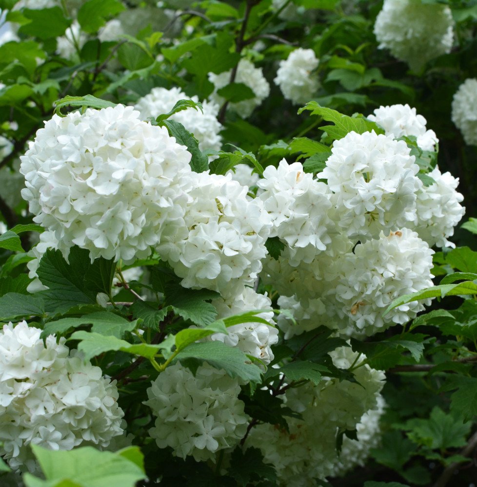 Pépinières Français PF_VIBURNUM-O7 VIBURNUM Opulus ‘Roseum’ / Boule de neige