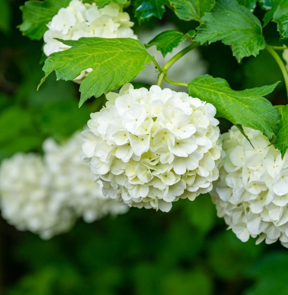 Pépinières Français PF_VIBURNUM-O7 VIBURNUM Opulus ‘Roseum’ / Boule de neige