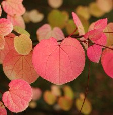 Pépinières Français PF_CERCIDIPHY CERCIDIPHYLLUM japonicum / Arbre à caramel