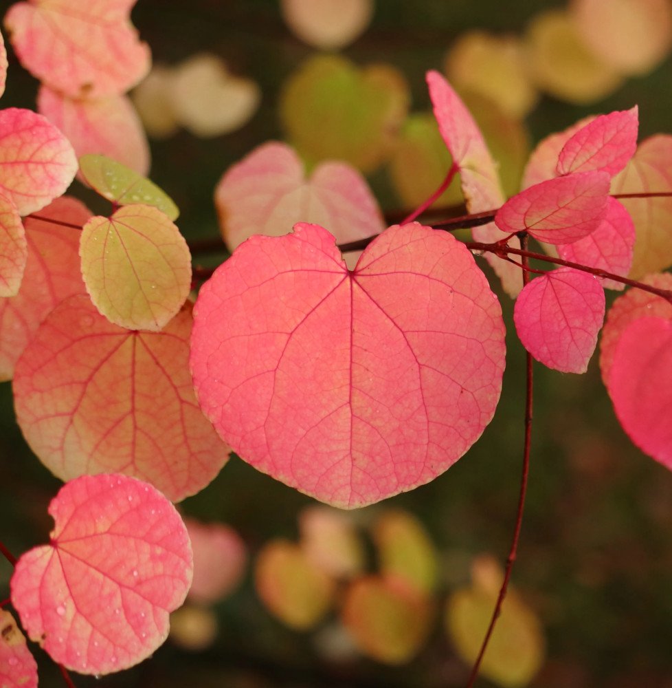 Pépinières Français PF_CERCIDIPHY CERCIDIPHYLLUM japonicum / Arbre à caramel