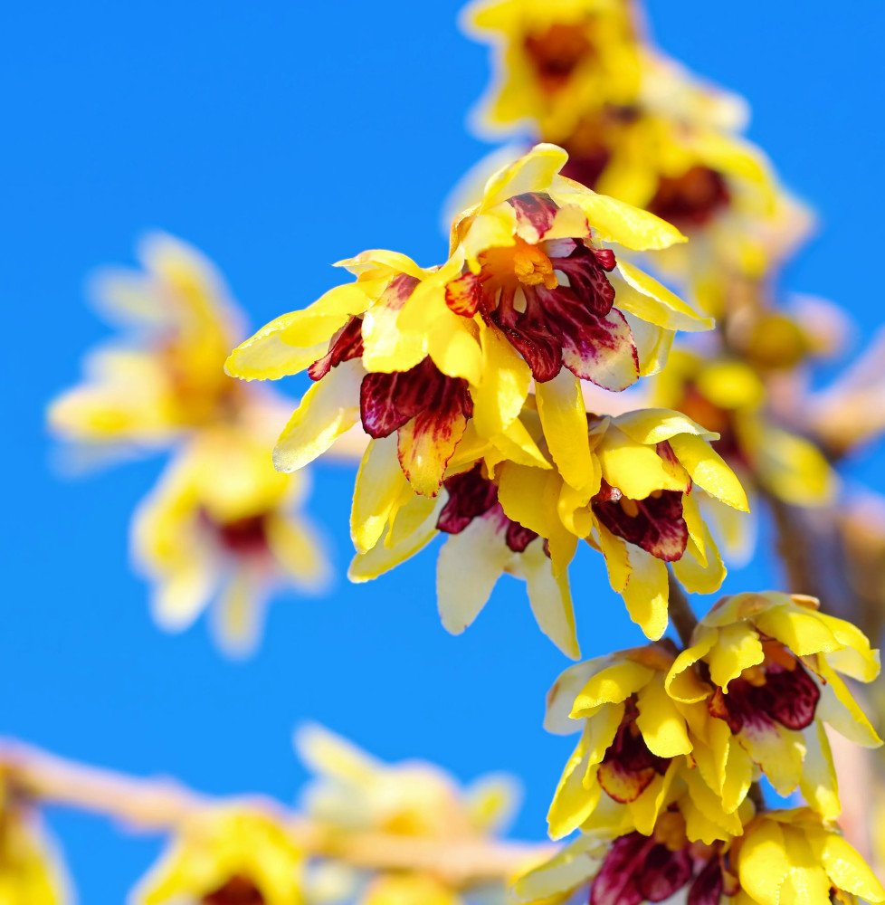 Pépinières Français PF_CHIMONANTH CHIMONANTHUS praecox / Chimonanthe odorant