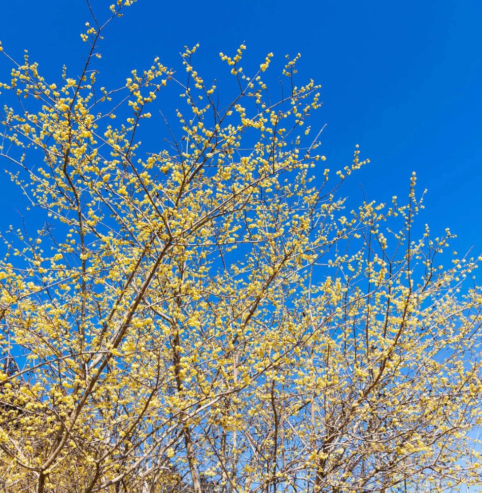 Pépinières Français PF_CHIMONANTH CHIMONANTHUS praecox / Chimonanthe odorant