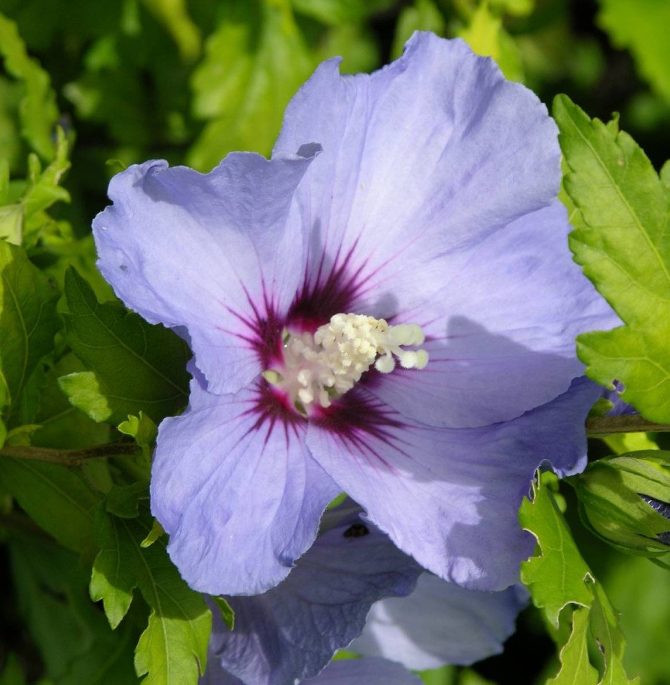 Pépinières Français PF_HIBISCUS-s HIBISCUS syriacus ‘Oiseau bleu’ / Mauve en arbre 'Oiseau Bleu'