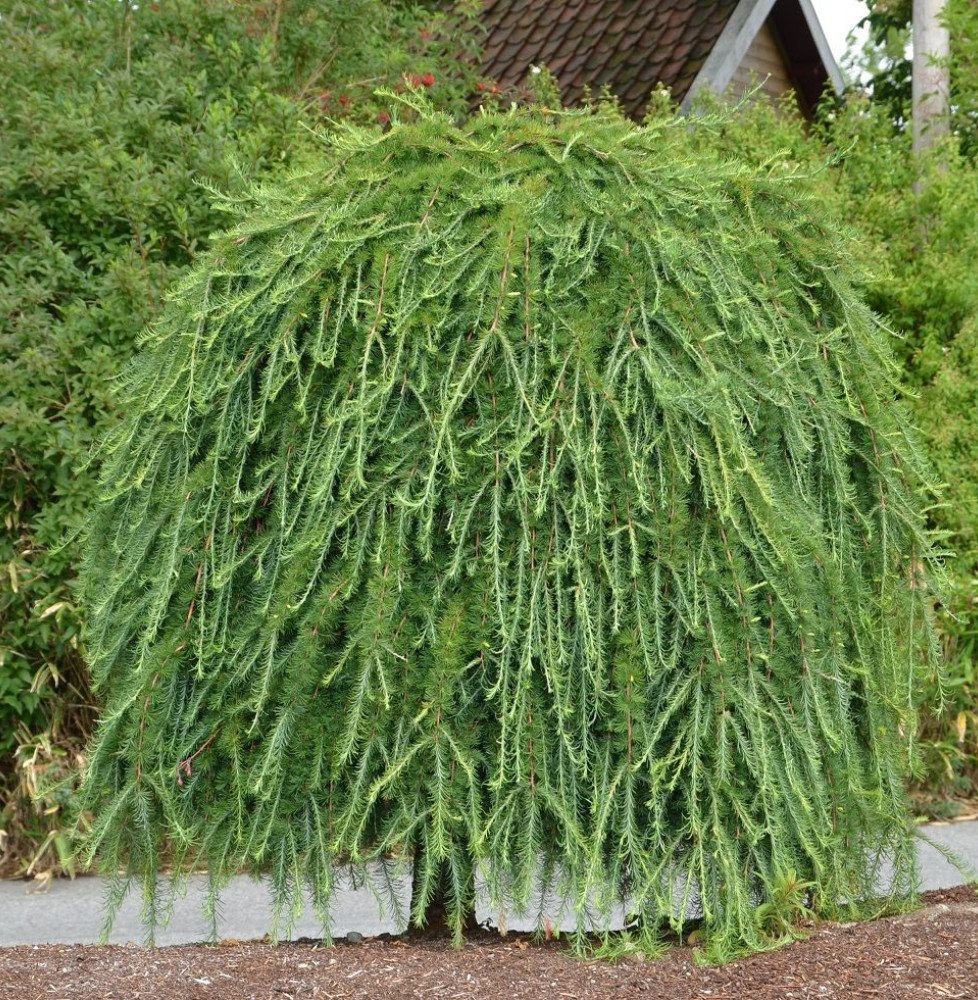 Pépinières Français PF_CEDRUS-deo6 CEDRUS deodara ‘Pendula’ / Cèdre de l'Himalaya pleureur
