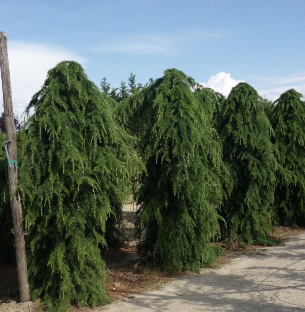 Pépinières Français PF_CEDRUS-deo6 CEDRUS deodara ‘Pendula’ / Cèdre de l'Himalaya pleureur