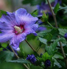 Pépinières Français PF_HIBISCUS-s HIBISCUS syriacus ‘Oiseau bleu’ / Mauve en arbre 'Oiseau Bleu'