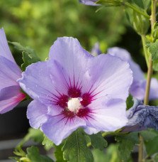Pépinières Français PF_HIBISCUS-s HIBISCUS syriacus ‘Oiseau bleu’ / Mauve en arbre 'Oiseau Bleu'