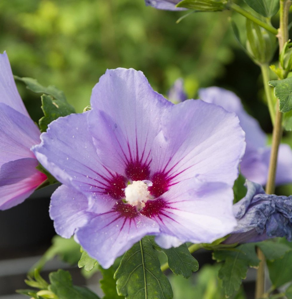 Pépinières Français PF_HIBISCUS-s HIBISCUS syriacus ‘Oiseau bleu’ / Mauve en arbre 'Oiseau Bleu'