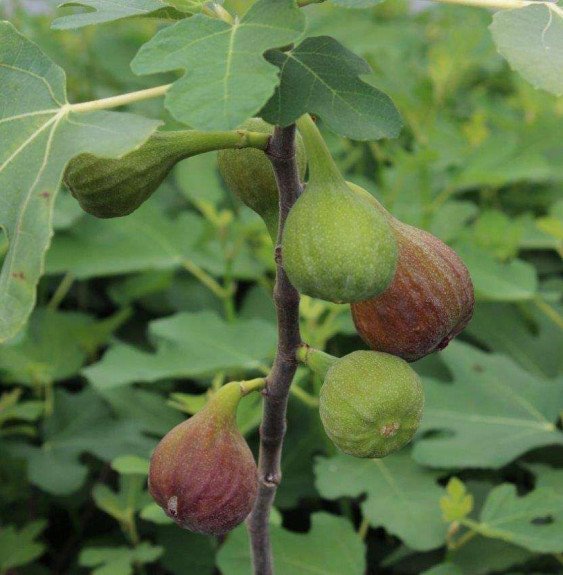 Pépinières Français PF_Ficus-cari3 Ficus carica Rouge de Bordeaux/ Figuier Rouge de Bordeaux