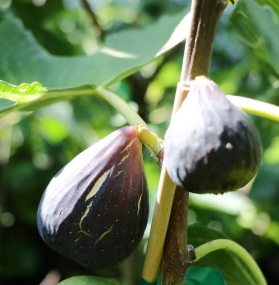 Pépinières Français PF_Ficus-cari2 Ficus carica Noire de Bellone / Figuier Noire de Bellone