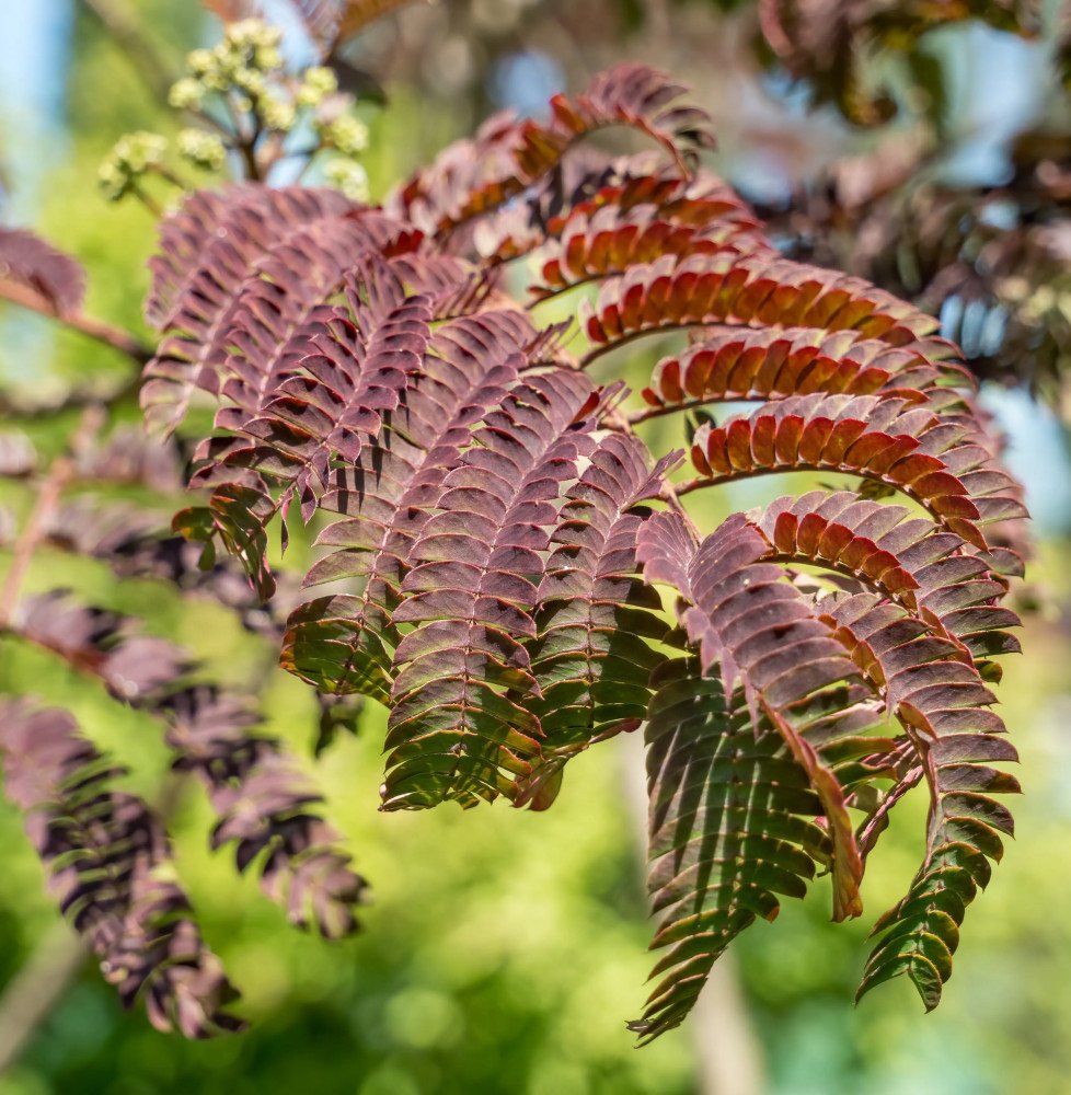 Pépinières Français PF_Albizia-ju Albizia julibrissin 'Summer Chocolate' / Arbre de soie 'Summer Chocolate'