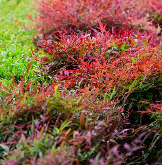 Pépinières Français PF_Nandina-do8 Nandina domestica Gulf Stream / Bambou sacré orange cuivre