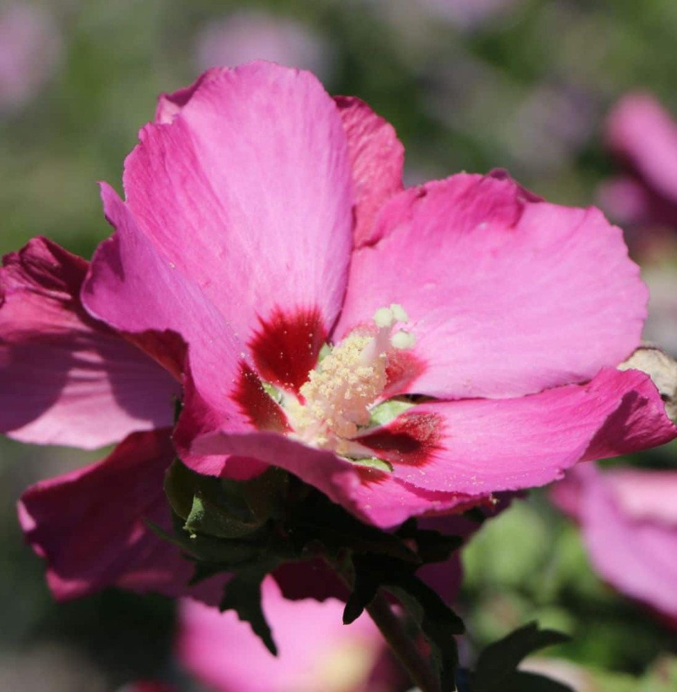 Pépinières Français PF_HIBISCUS-s76 HIBISCUS syriacus ‘Pink Giant’ / Mauve en arbre Pink Giant® 'Flogi'
