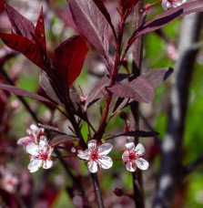 Pépinières Français PF_Prunus-cis Prunus cistena / Prunier des sables