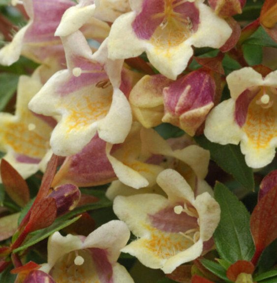 Pépinières Français PF_Abelia-x-g7 Abelia x grandiflora Sunny Charm / Abélia à grandes fleurs