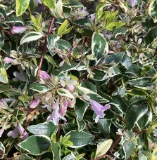Pépinières Français PF_Abelia-gra Abelia grandiflora Hopley's / Abélia à grandes fleurs